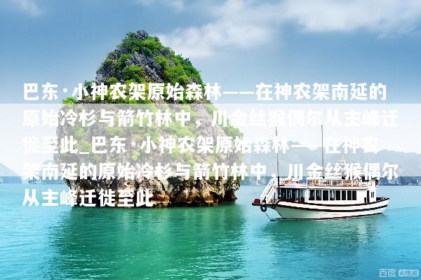 巴东·小神农架原始森林——在神农架南延的原始冷杉与箭竹林中，川金丝猴偶尔从主峰迁徙至此_巴东·小神农架原始森林——在神农架南延的原始冷杉与箭竹林中，川金丝猴偶尔从主峰迁徙至此